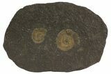Dactylioceras Ammonite Plate - Posidonia Shale, Germany #79300-1